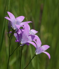 (1) Die Wiesen-Glockenblume (Campanula patia) ...