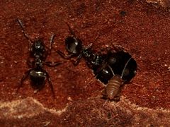 (1) Die winzige Ameisengrille (Myrmecophila acervorum) ...