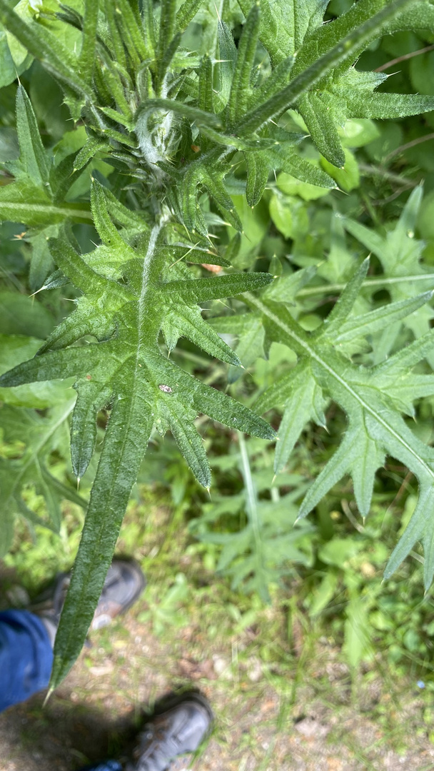 (1) Die winzige Distel-Netzwanze (Tingis cardui) ...