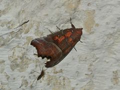 (1) Die Zackeneule oder "Krebssuppe" (Scoliopteryx libatrix)