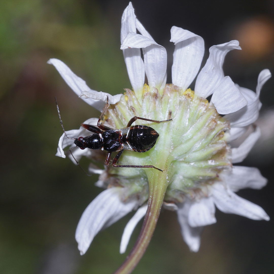 (1) Die zu den Sichelwanzen (Fam. Nabidae) gehörende ...