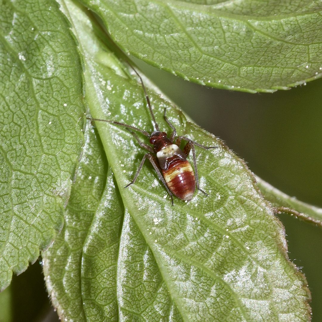 (1) Die Zweikeulen-Weichwanze (Closterotomus biclavatus) ...