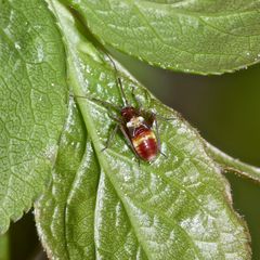 (1) Die Zweikeulen-Weichwanze (Closterotomus biclavatus) ...