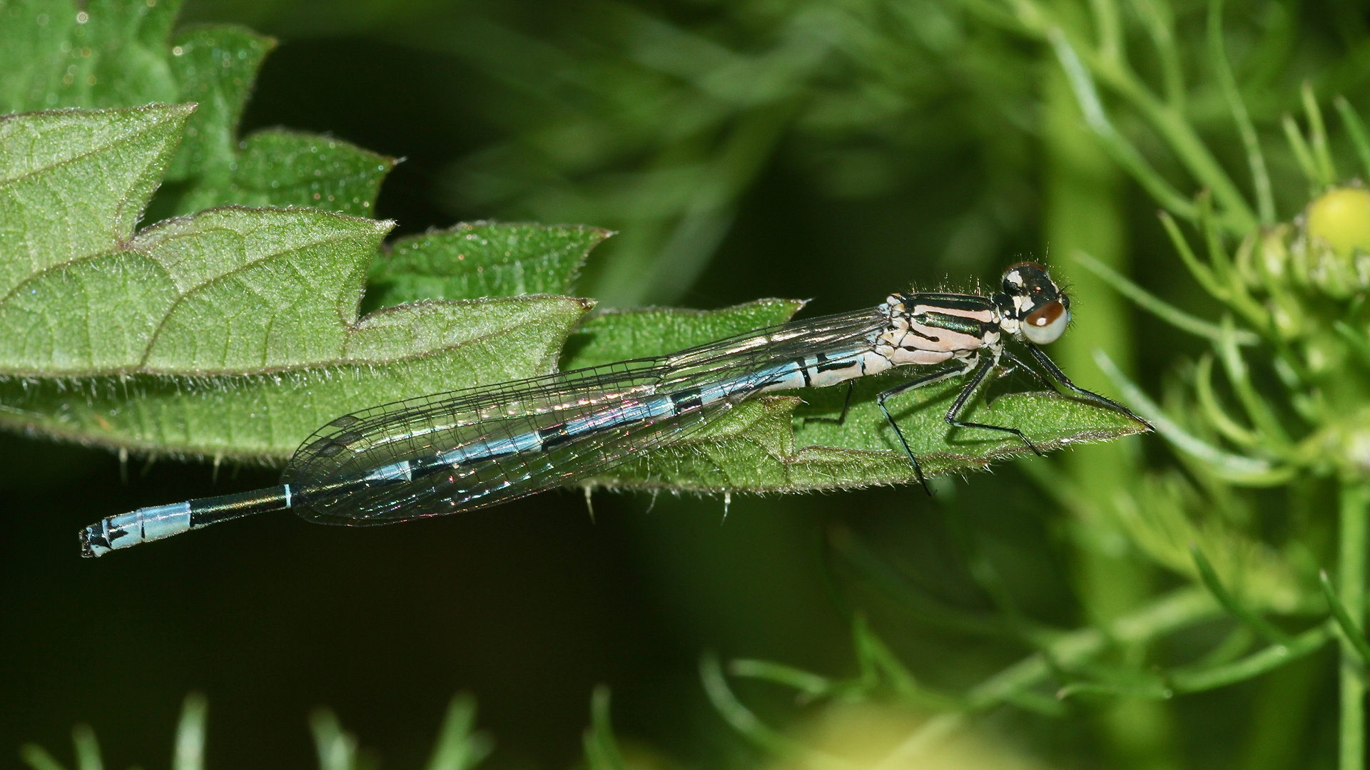 (1) Dieses noch nicht ausgefärbte Männchen der HUFEISEN-AZURJUNGFER (Coenagrion puella) ...