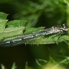 (1) Dieses noch nicht ausgefärbte Männchen der HUFEISEN-AZURJUNGFER (Coenagrion puella) ...