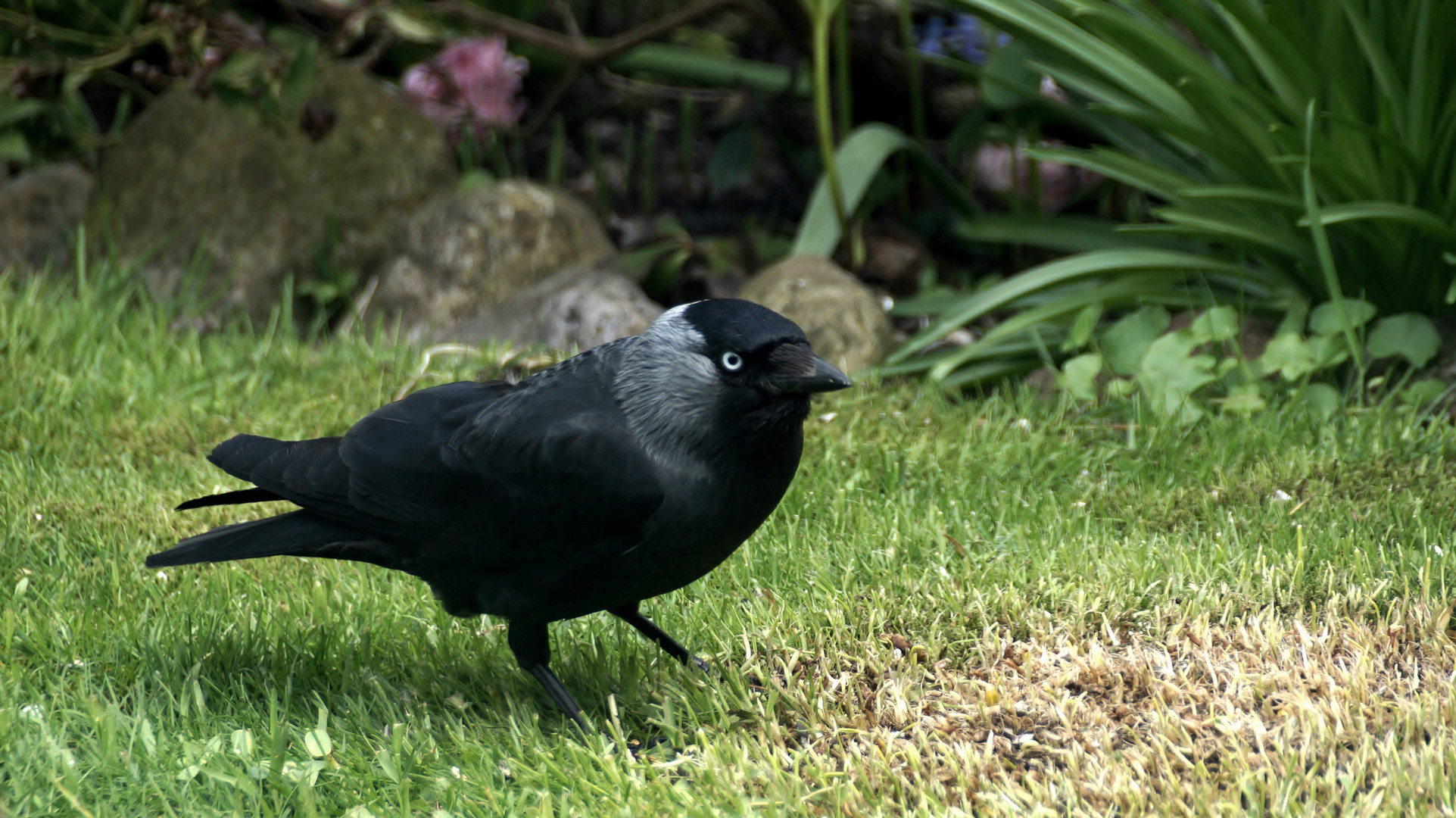 (1) Dohle (Corvus monedula)...