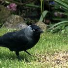 (1) Dohle (Corvus monedula)...