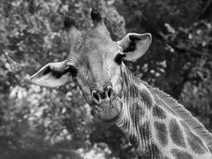 (1) Drei imposante Tiergestalten der afrikanischen Steppe in schwarz-weiß