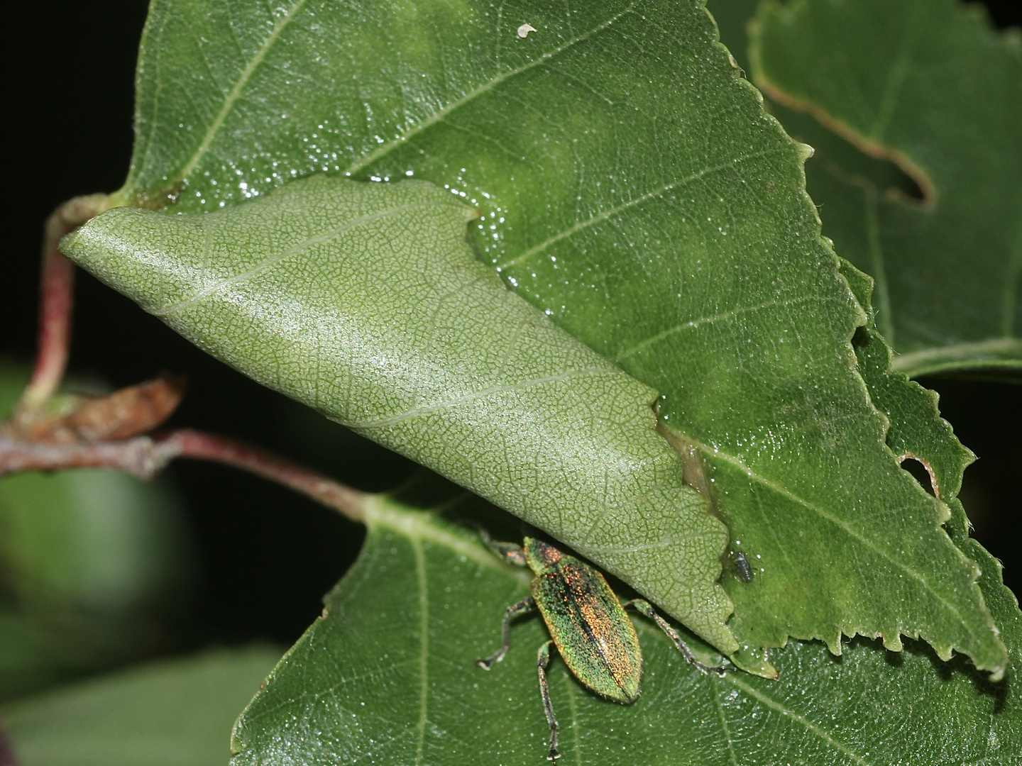 (1) Drei Raupenstadien des Gelbhorn-Eulenspinners (Achlya flavicornis) ...