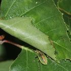 (1) Drei Raupenstadien des Gelbhorn-Eulenspinners (Achlya flavicornis) ...