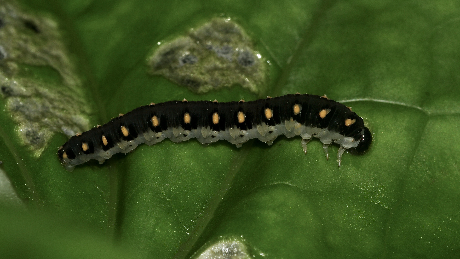 (1) Drei schöne Blattwespenlarven der Gattung TENTHREDO (Fam. Tenthredinidae)