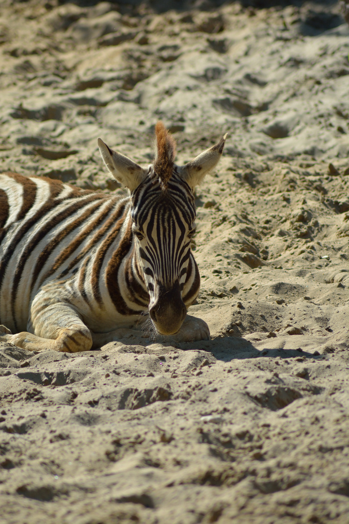 1 Duisburg Zoo 2016