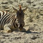 1 Duisburg Zoo 2016