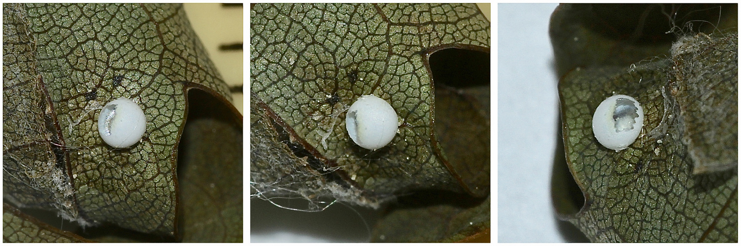 (1) Ei und Raupe des Dunkelgrauen Zahnspinners (Drymonia ruficornis) ...