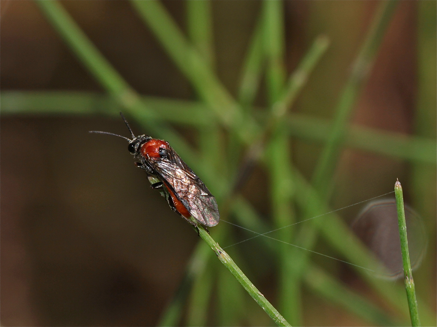 (1) Eiablage: Blattwespe - Dolerus madidus - an Sumpfschachtelhalm (Equisetum palustre)