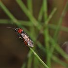 (1) Eiablage: Blattwespe - Dolerus madidus - an Sumpfschachtelhalm (Equisetum palustre)