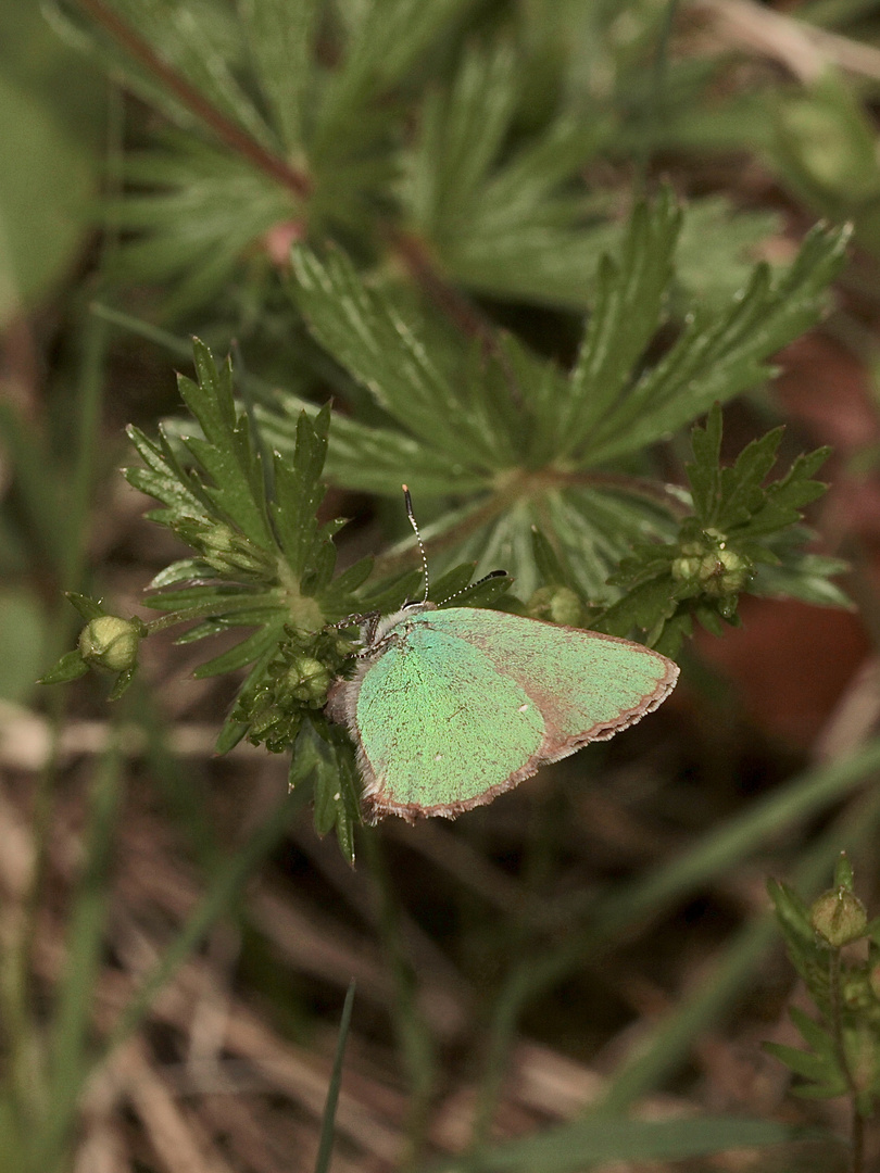 (1) Eiablage des Grünen Zipfelfalters an Fingerkraut (Potentilla sp.)