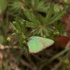 (1) Eiablage des Grünen Zipfelfalters an Fingerkraut (Potentilla sp.)