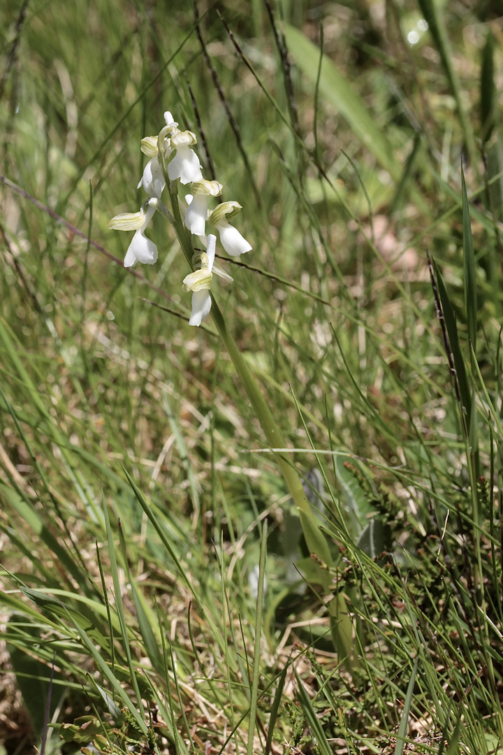 (1) Ein Albino des Kleinen Knabenkrauts (Anacamptis morio) ...