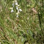 (1) Ein Albino des Kleinen Knabenkrauts (Anacamptis morio) ...