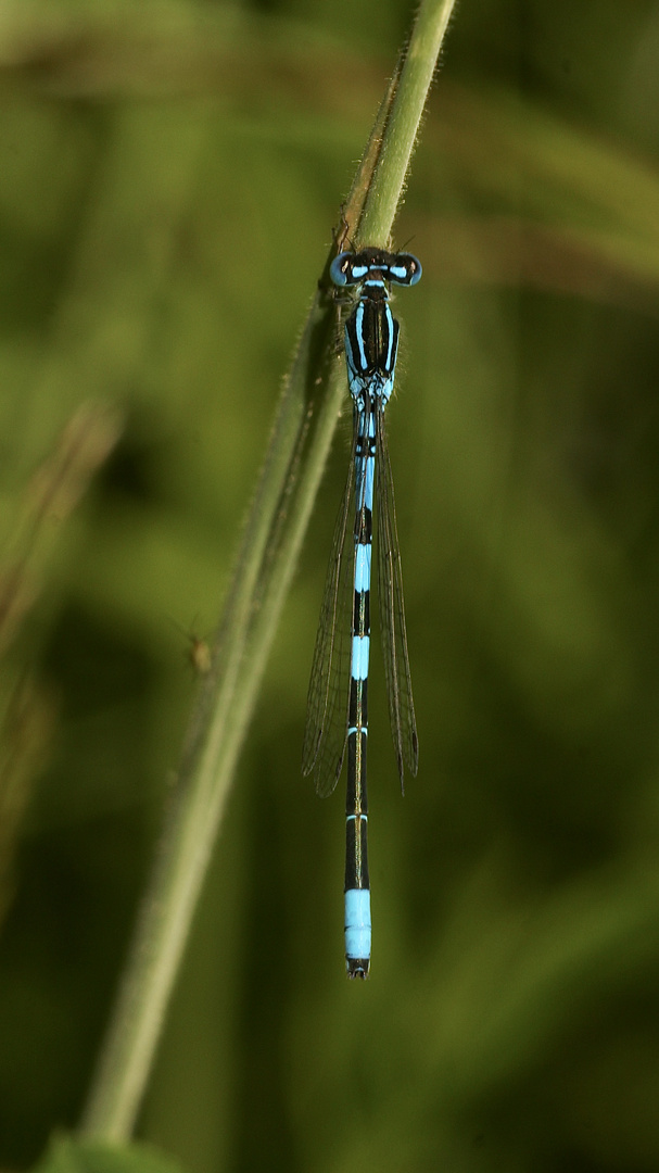 (1) Ein besonderer Fund: ein Männchen der GABEL-AZURJUNGFER (COENAGRION SCITULUM)