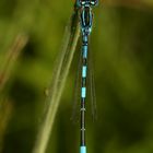 (1) Ein besonderer Fund: ein Männchen der GABEL-AZURJUNGFER (COENAGRION SCITULUM)