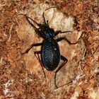 (1) Ein Blauvioletter Laufkäfer (Carabus intricatus)