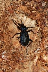 (1) Ein Blauvioletter Laufkäfer (Carabus intricatus)