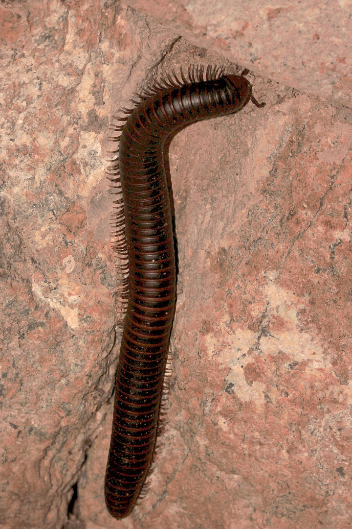 (1) Ein Doppelfüßer (Klasse Diplopoda) aus dem Krügerpark in Südafrika