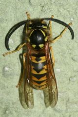 (1) Ein Drohn (Männchen) der Deutschen Wespe (Paravespula germanica)