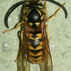 (1) Ein Drohn (Männchen) der Deutschen Wespe (Paravespula germanica)