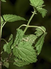 (1) Ein feiner Fund: die Puppe des Admirals (Vanessa atalanta)!