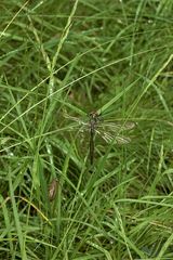 (1) Ein frisch geschlüpftes Männchen der Glänzenden Smaragdlibelle (Somatochlora metallica)