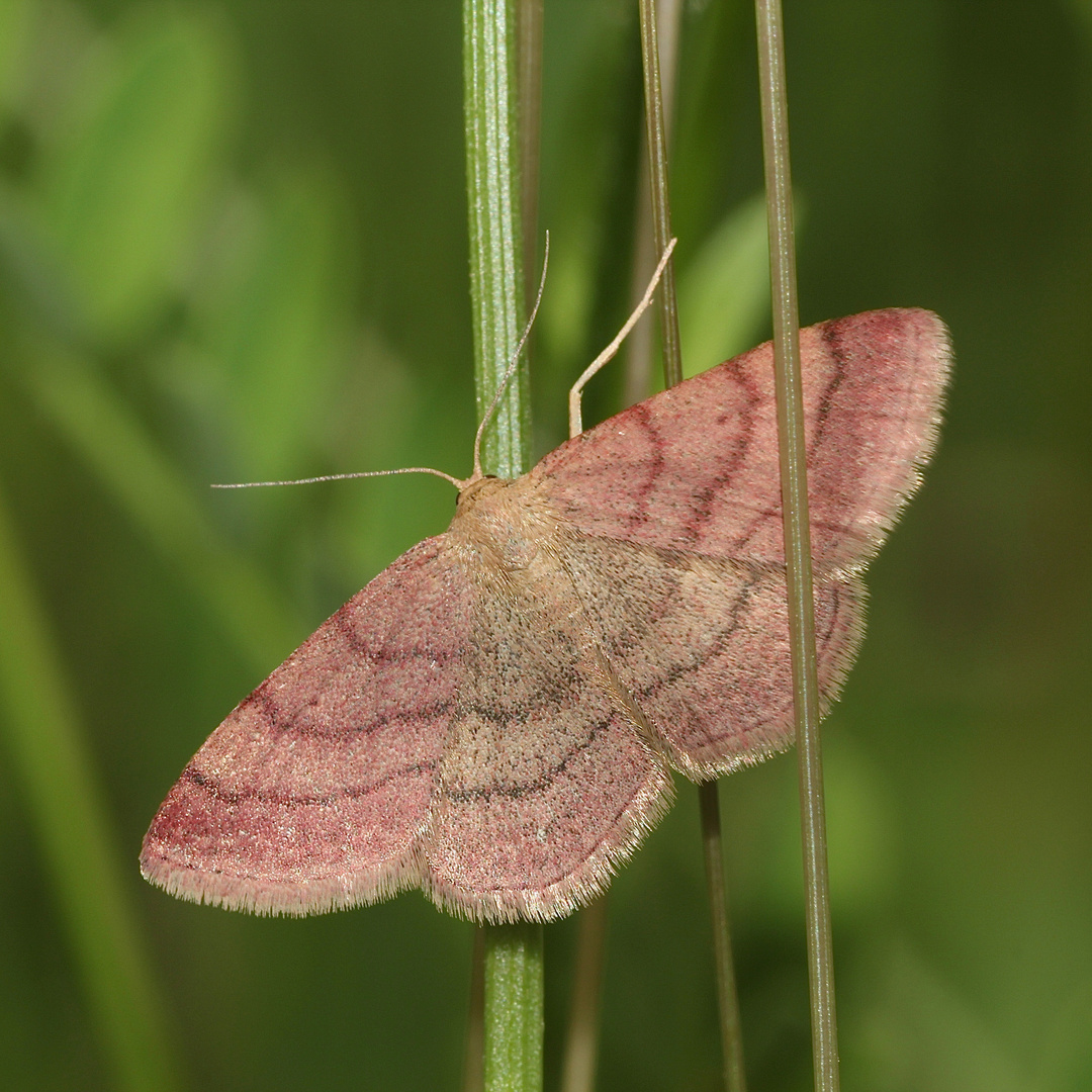 (1) Ein hübscher Kerl: Violettroter Kleinspanner (Scopula rubiginata)