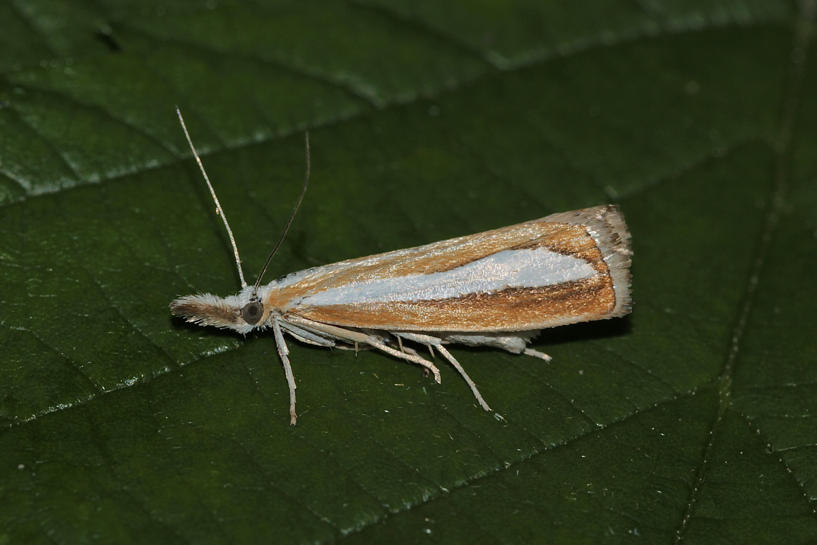 (1) Ein hübscher Kleinschmetterling: Catoptria margaritella