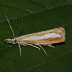 (1) Ein hübscher Kleinschmetterling: Catoptria margaritella