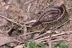 (1) Ein junges Männchen der Zauneidechse (Lacerta agilis) mit Zeckenbefall ...