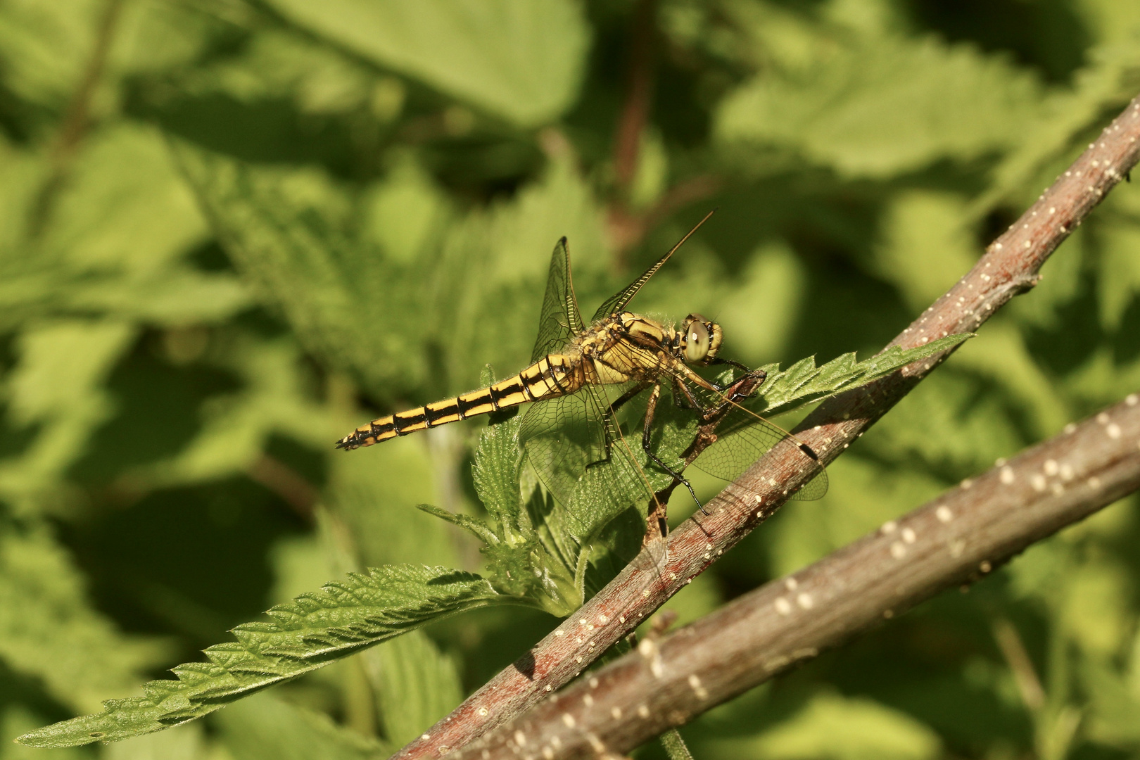 (1) Ein junges Weibchen des Großen Blaupfeils (Orthetrum cancellatum) 