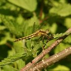 (1) Ein junges Weibchen des Großen Blaupfeils (Orthetrum cancellatum) 