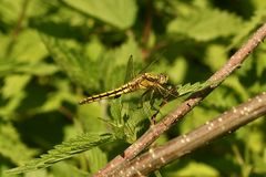 (1) Ein junges Weibchen des Großen Blaupfeils (Orthetrum cancellatum) 