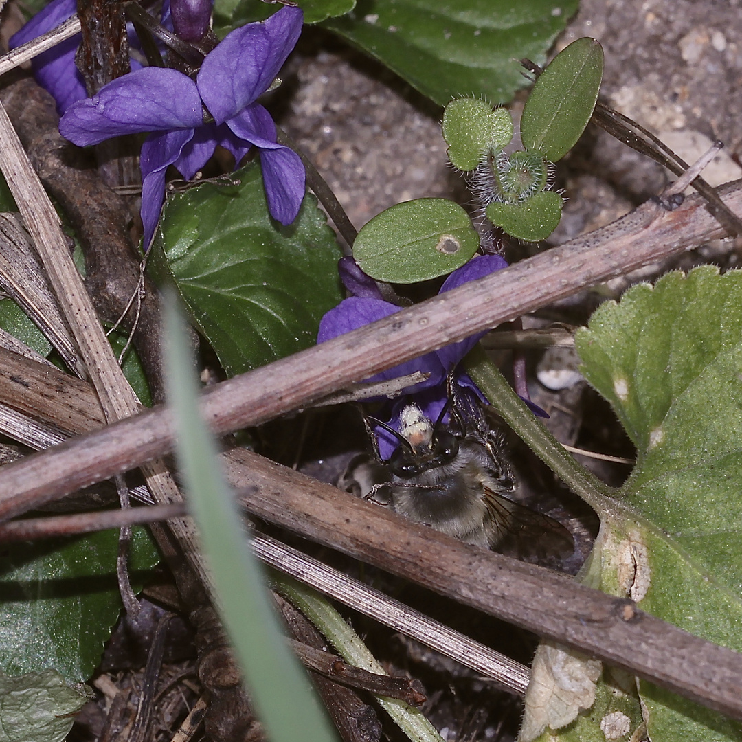 (1) Ein Männchen der Frühlings-Pelzbiene (Anthophora plumipes)