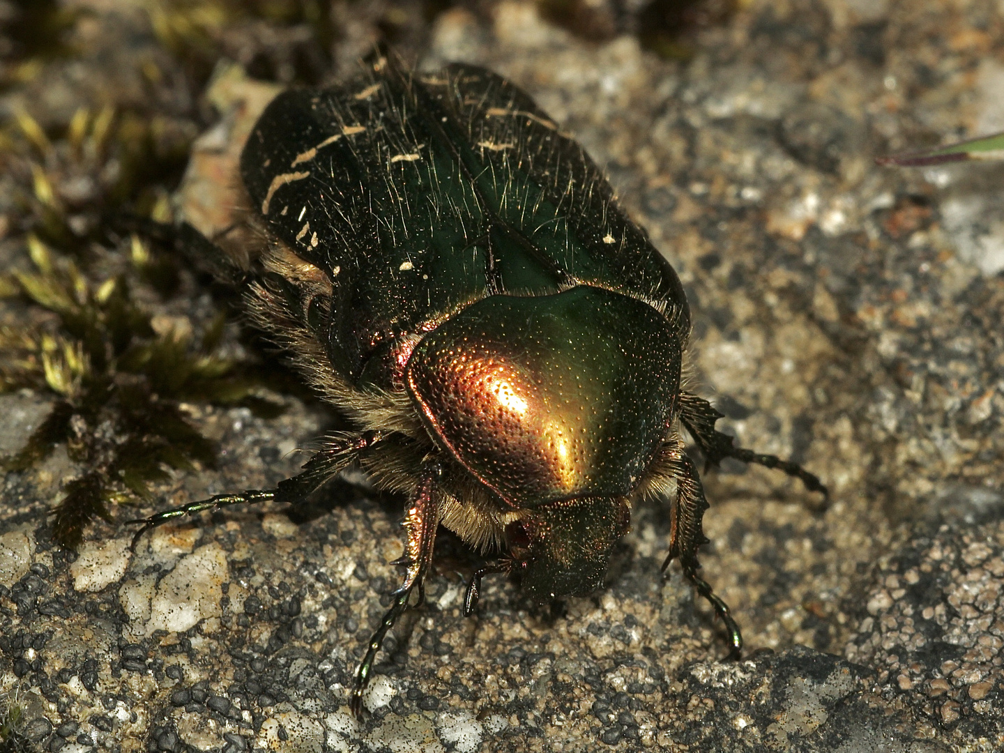 (1) Ein Männchen des Gold-Rosenkäfers (Cetonia aurata)