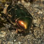 (1) Ein Männchen des Gold-Rosenkäfers (Cetonia aurata)