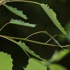 (1) Ein "Marienkäfer" und ein paar Larven ...??? Nee!