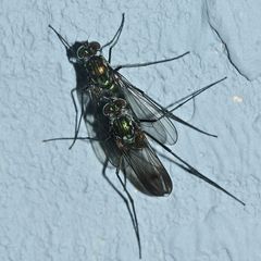 (1) Ein Pärchen aus der Familie der Langbeinfliegen (Dolichopodidae), ...