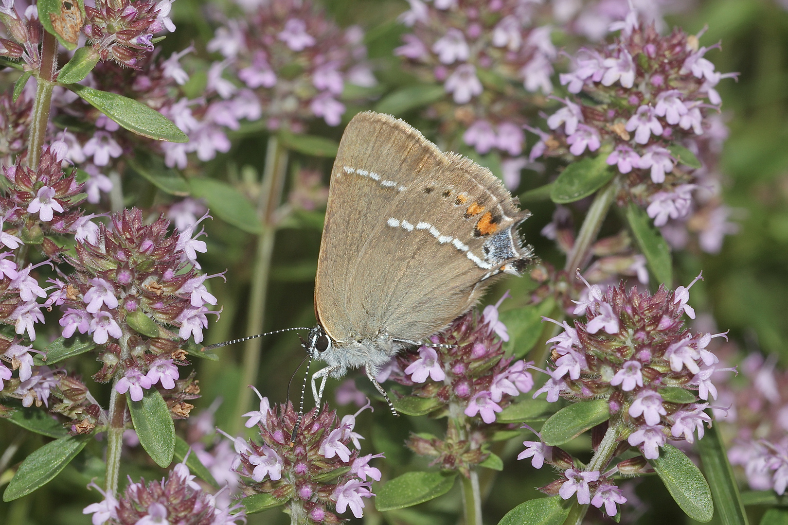 (1) Ein Pärchen des Kreuzdorn-Zipfelfalters (Satyrium = Thekla) spini 