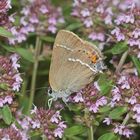 (1) Ein Pärchen des Kreuzdorn-Zipfelfalters (Satyrium = Thekla) spini 