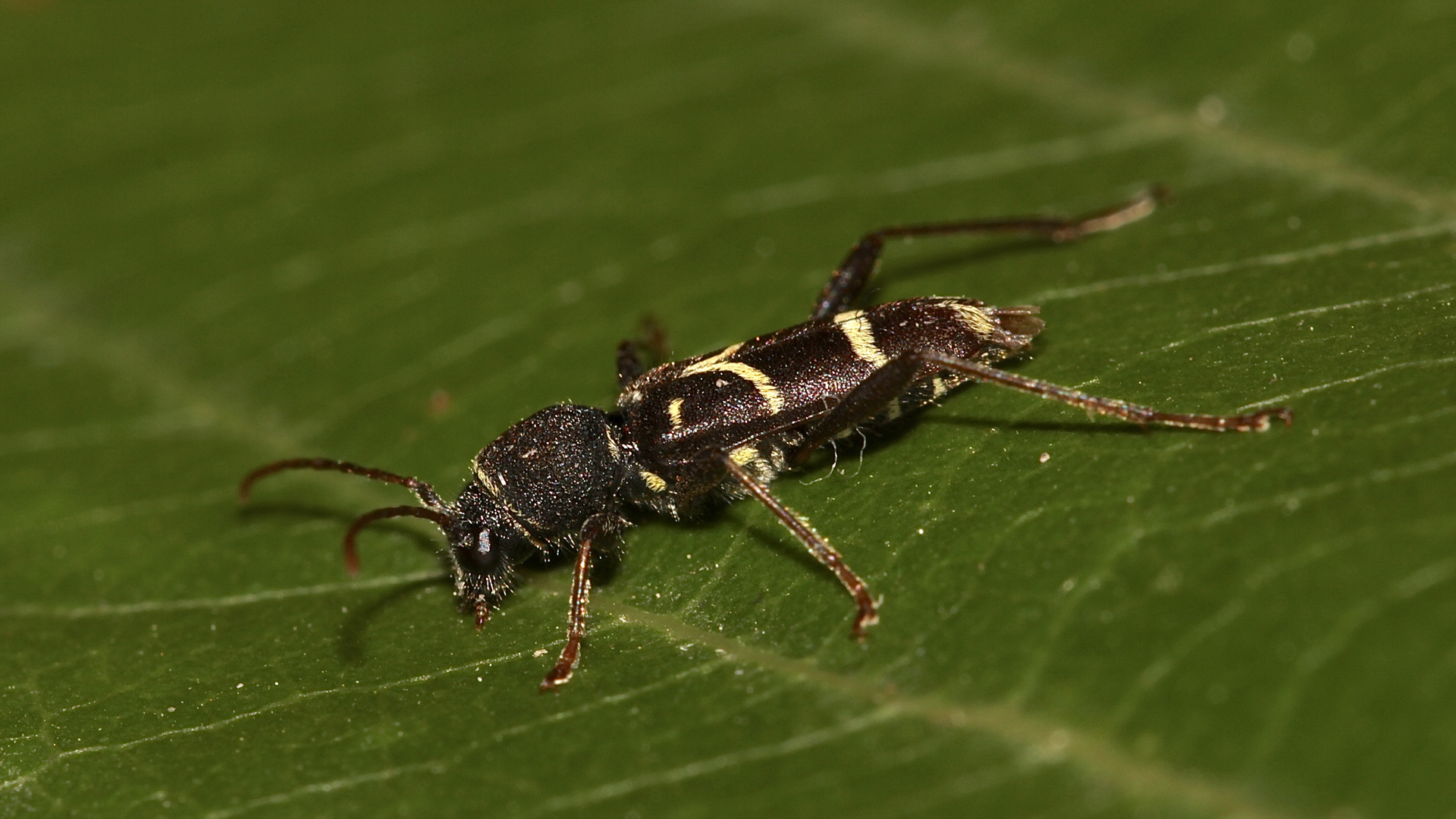 (1) Ein Plädoyer für den Naturschutz: Der Schmalfühlerige Widderbock (Clytus lama) ...