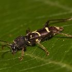 (1) Ein Plädoyer für den Naturschutz: Der Schmalfühlerige Widderbock (Clytus lama) ...