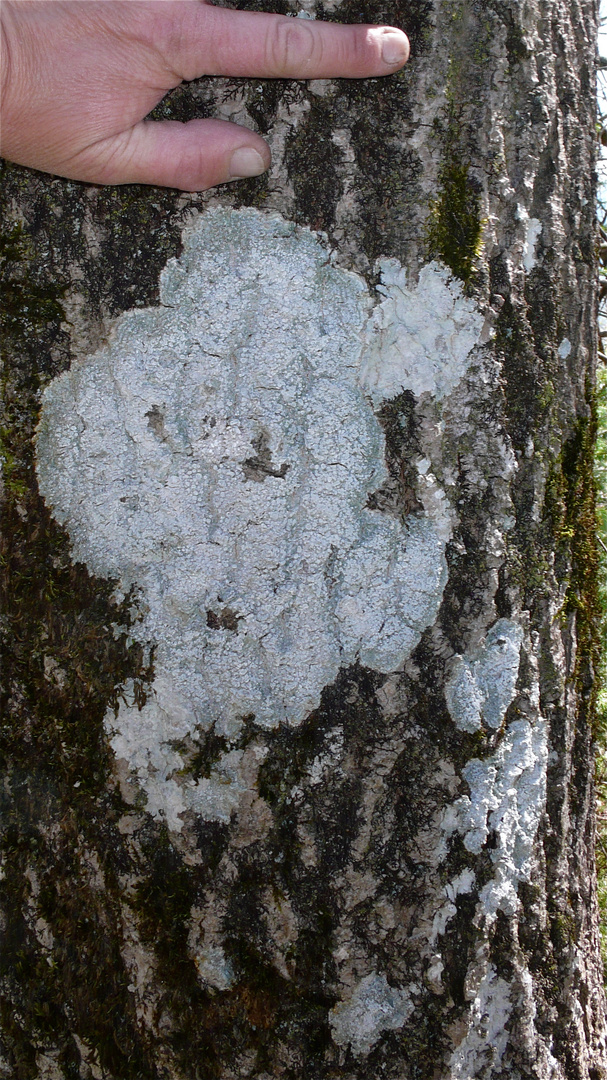 (1) Ein riesiges Exemplar der Zonierten Porenflechte, Pertusaria albescens, hier die var. corallina